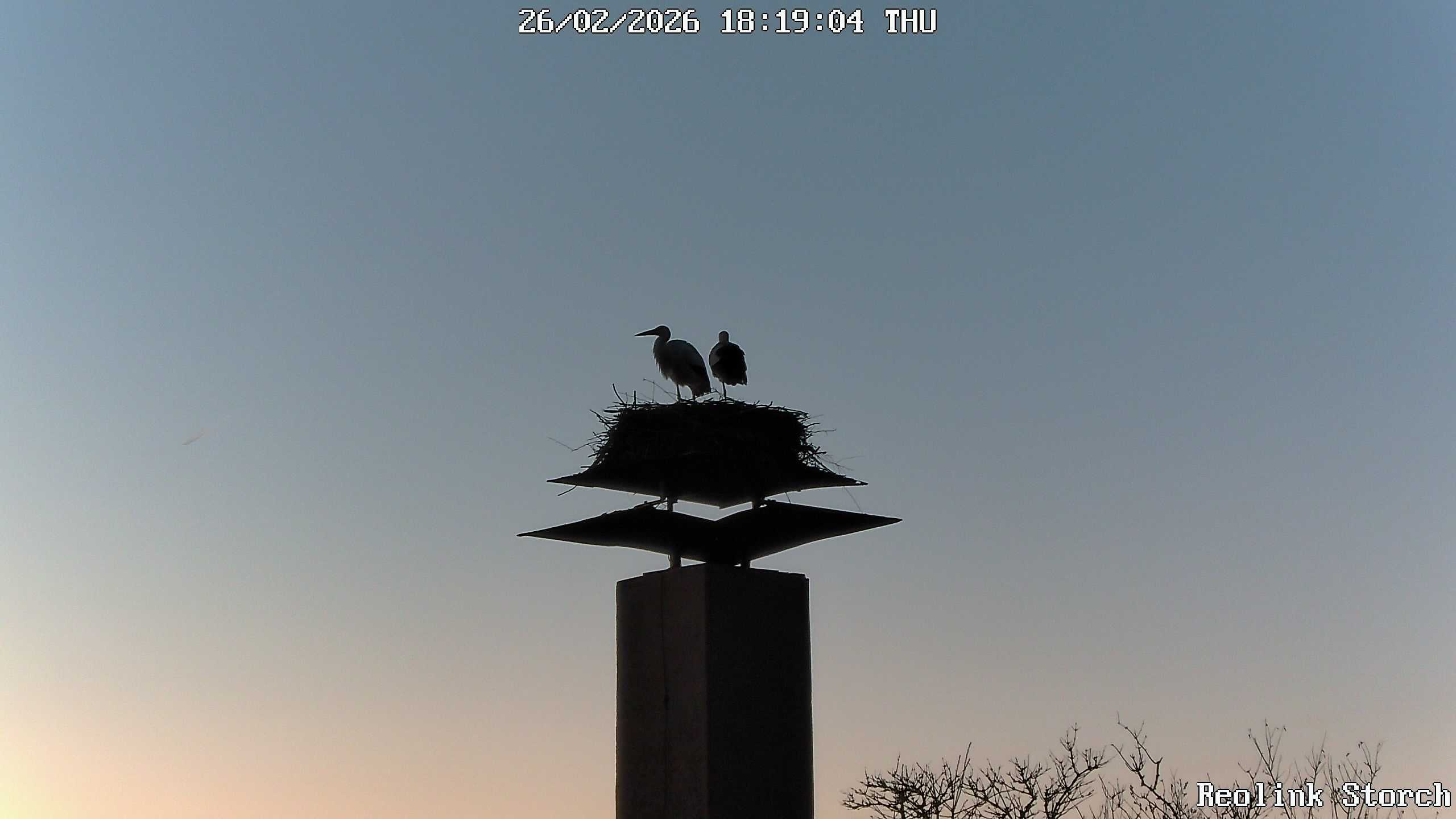 Storchencam Bild